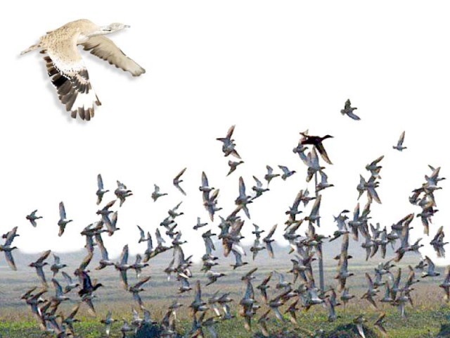 punjabs-winged-visitors-return-to-native-abodes