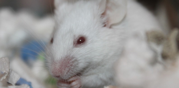 uk-scientists-start-animal-testing-of-coronavirus-vaccine