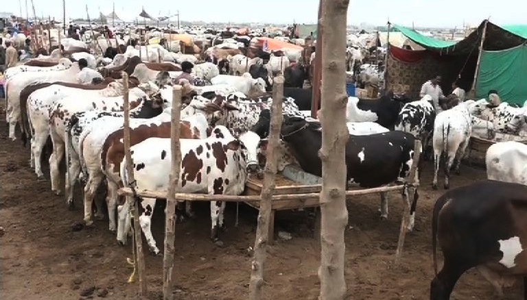 opening-eid-cattle-markets