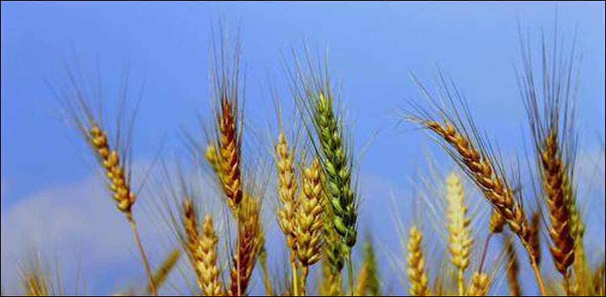 kp-finalises-first-ever-food-security-policy