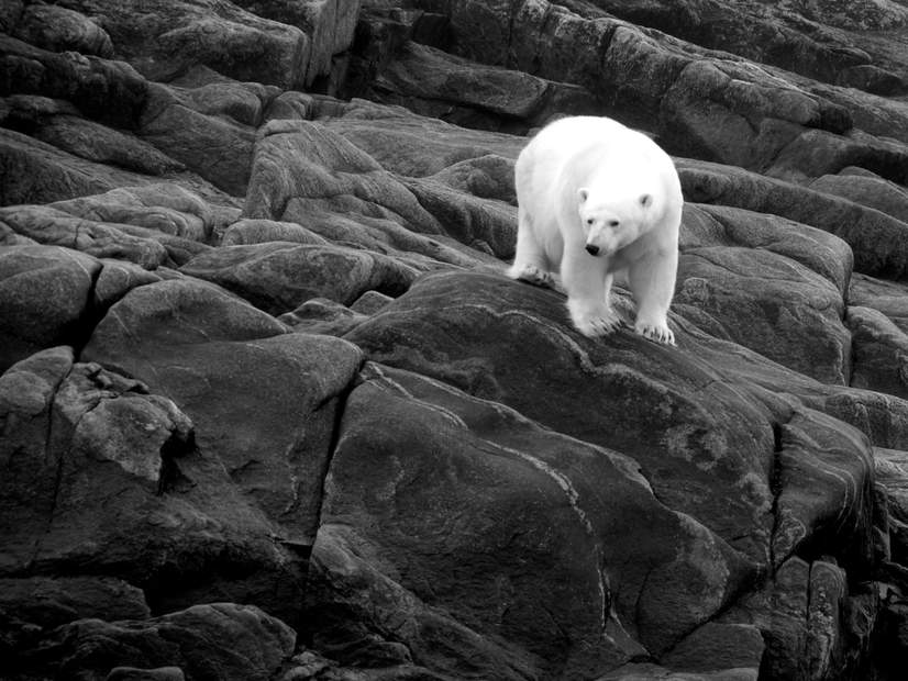 canadian-polar-bears-disappearing-fast