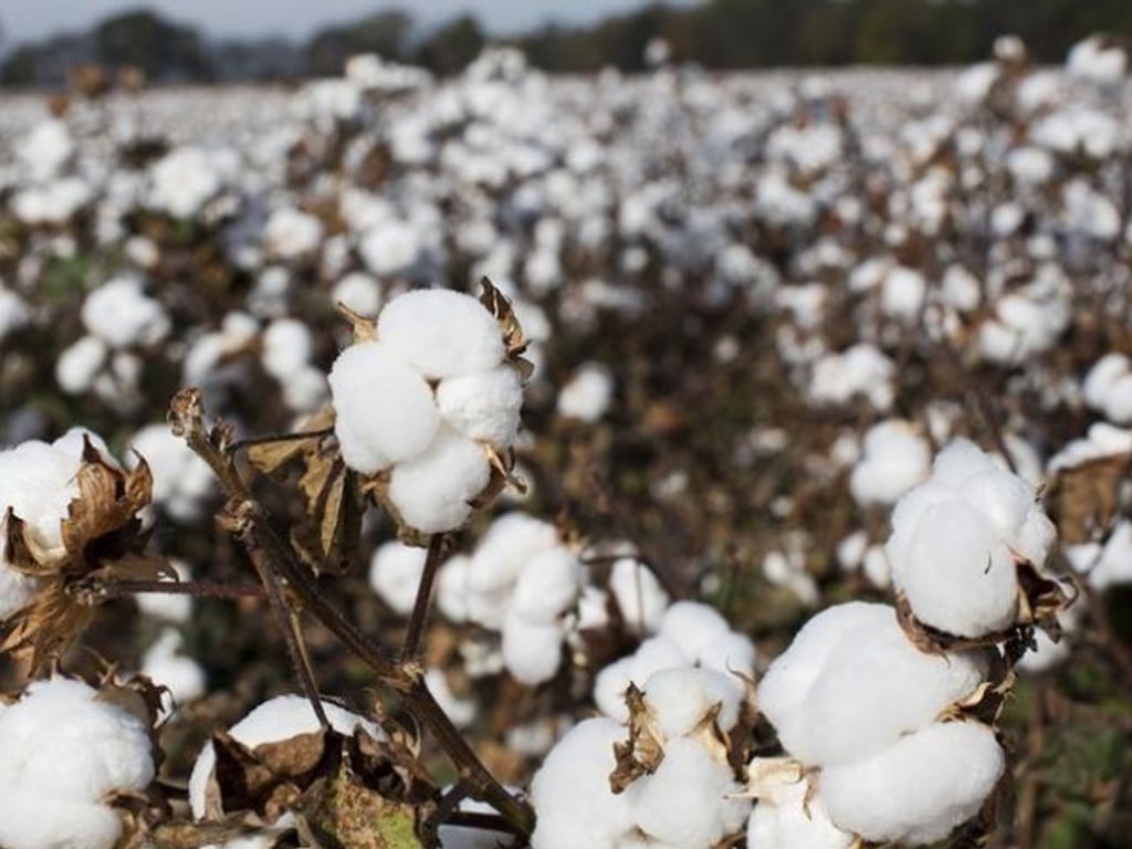 customs-duty-on-cotton-yarn-imports-removed-by-ecc