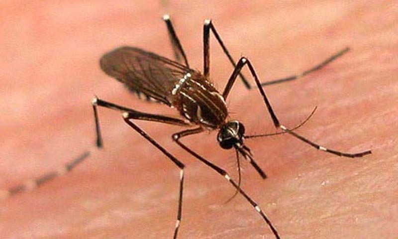 punjab-seeks-spike-in-dengue-virus-cases