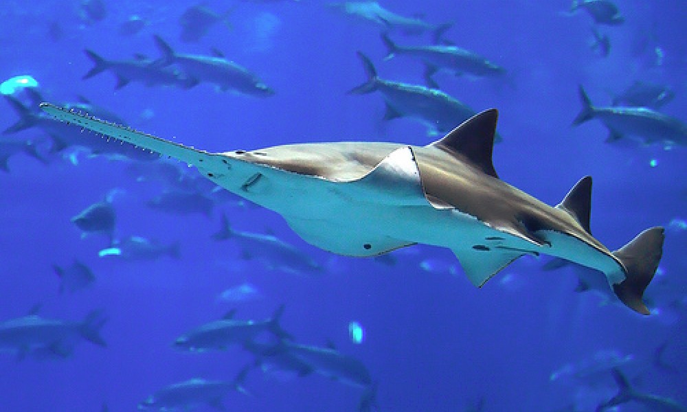 super-rare-sawfish-caught-at-pak-iran-border