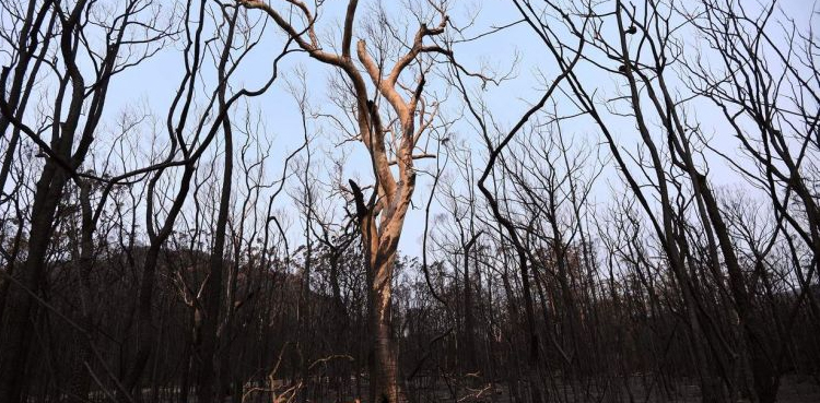 australian-bushfires-extinguished-but-climate-rows-rage-on