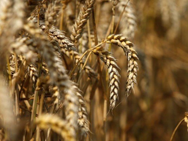 pti-govt-increases-wheat-support-price-to-rs1400