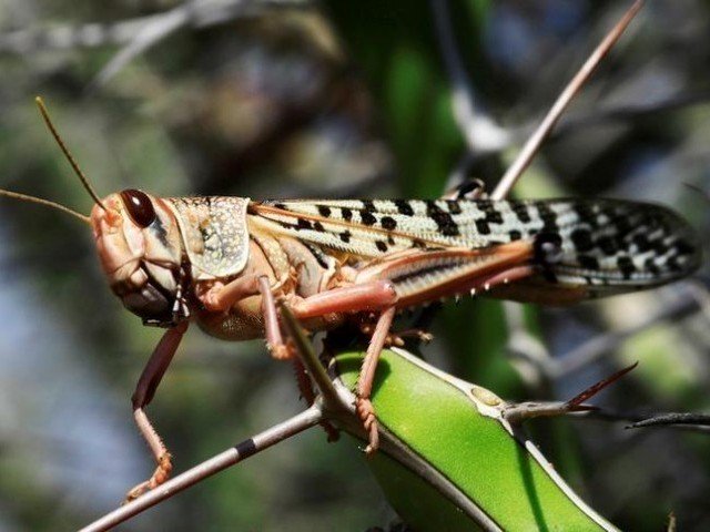 pti-govt-to-revise-action-plan-against-locusts