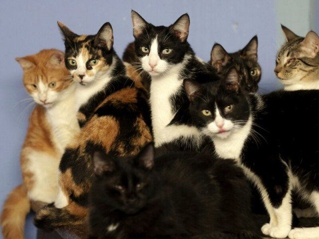 meet-billi-walay-baba-the-man-who-feeds-100-stray-cats-a-day
