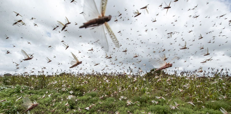 ndma-sprays-5300-hectares-land