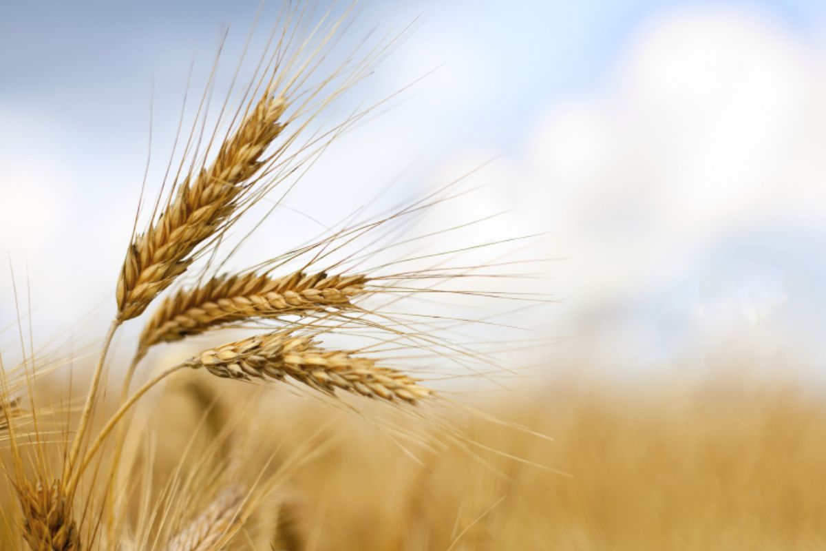 karachi-114500-tons-of-imported-wheat-arrives