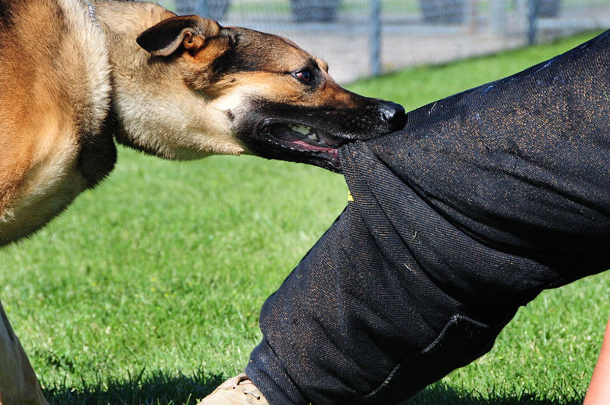 pet-dog-severely-injures-nine-year-old-girl-in-punjab