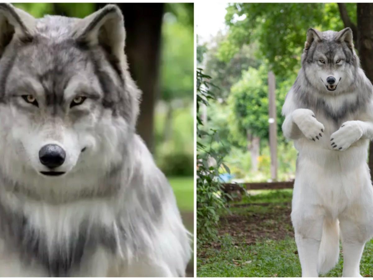 japanese-man-spends-rs5-1m-to-look-like-wolf