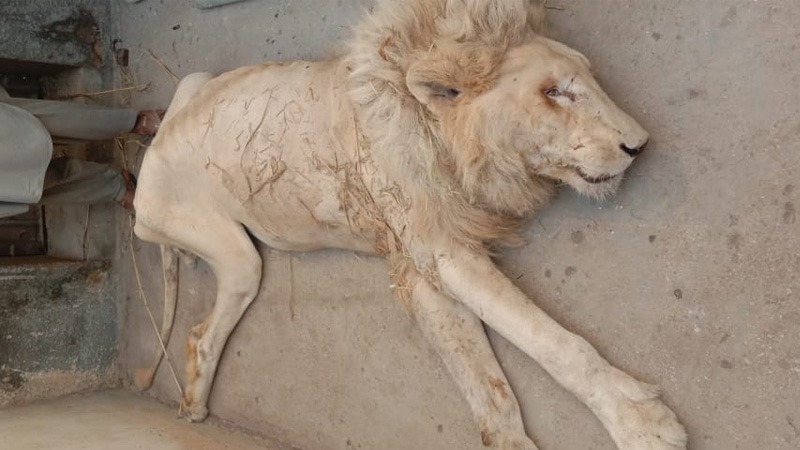 karachi-zoo-director-removed-after-death-of-rare-white-lion