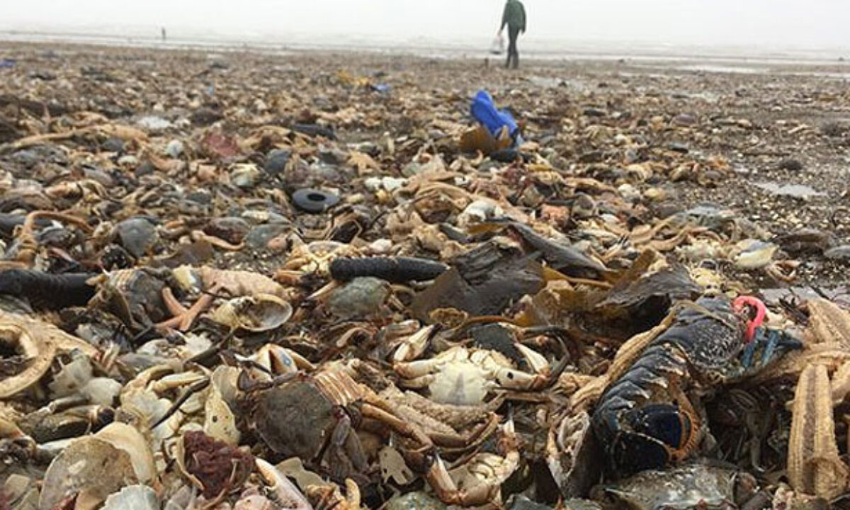 mass-crab-deaths-leave-experts-baffled