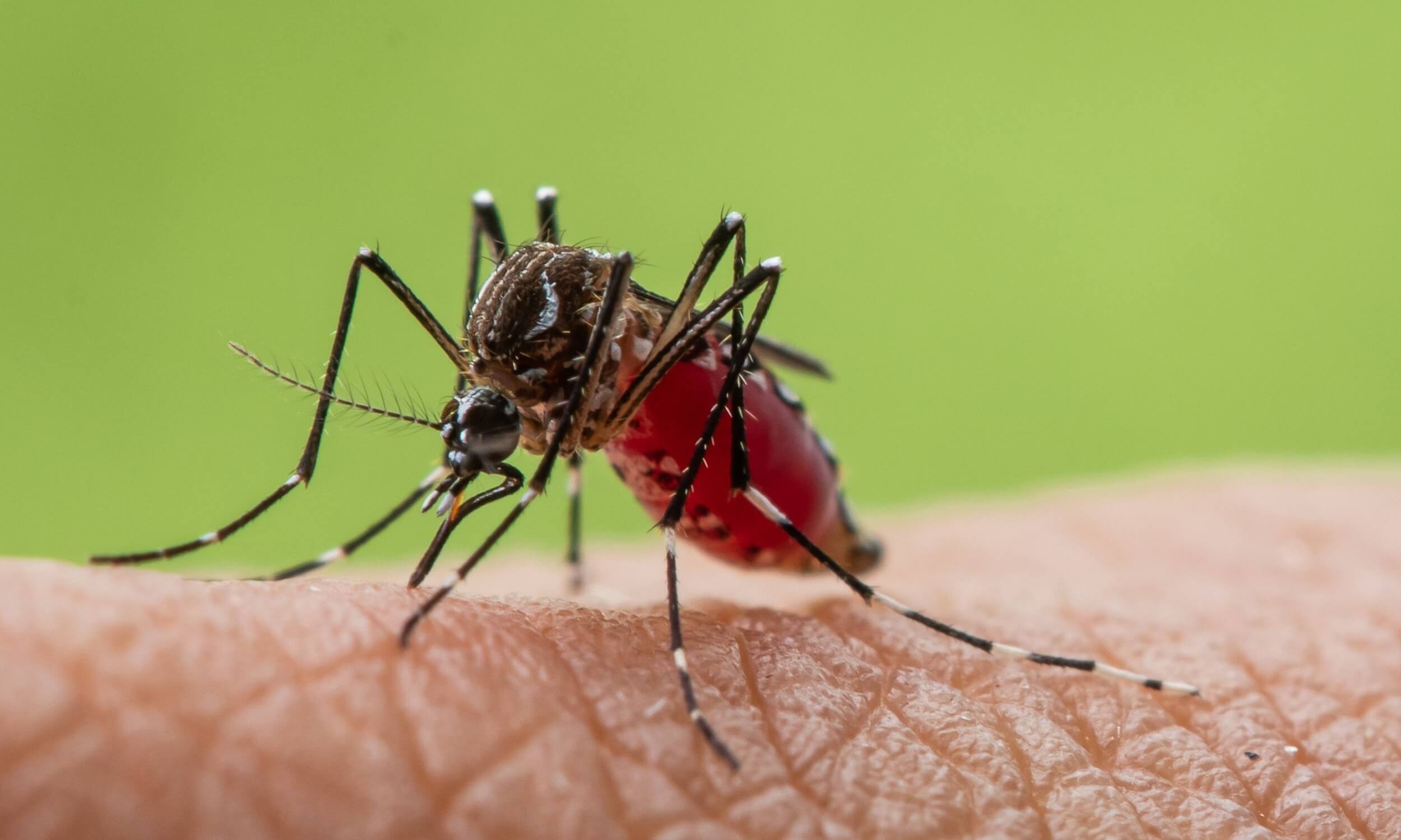 mosquitoes-on-the-rise-a-growing-threat-to-public-health