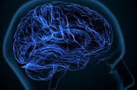 new-study-reveals-shape-of-brain-may-influence-human-behaviour