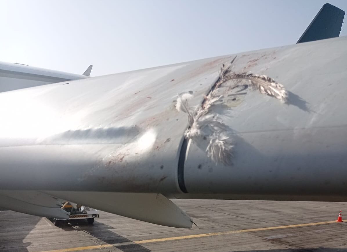pia-planes-escape-dangerous-accidents-after-hitting-birds