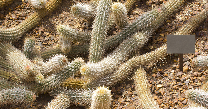 cactus-like-snakes-crawling-on-the-ground