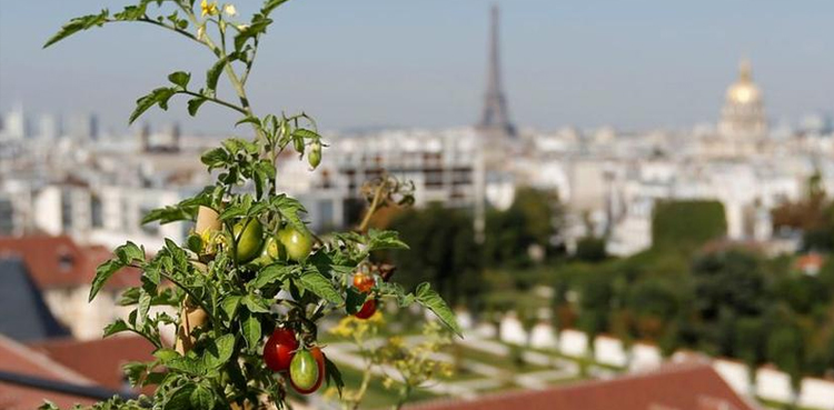 france-confirms-the-first-case-of-ruinous-tomato-virus