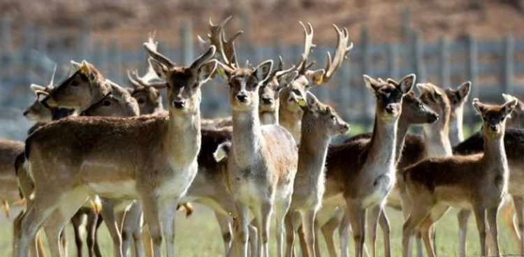 police-recover-18-deer